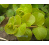 Вербозілля (лізімахія) Голділокс (Lysimachia numularia 'Goldilocks')